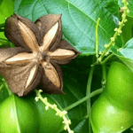 Kacang Saca Inci