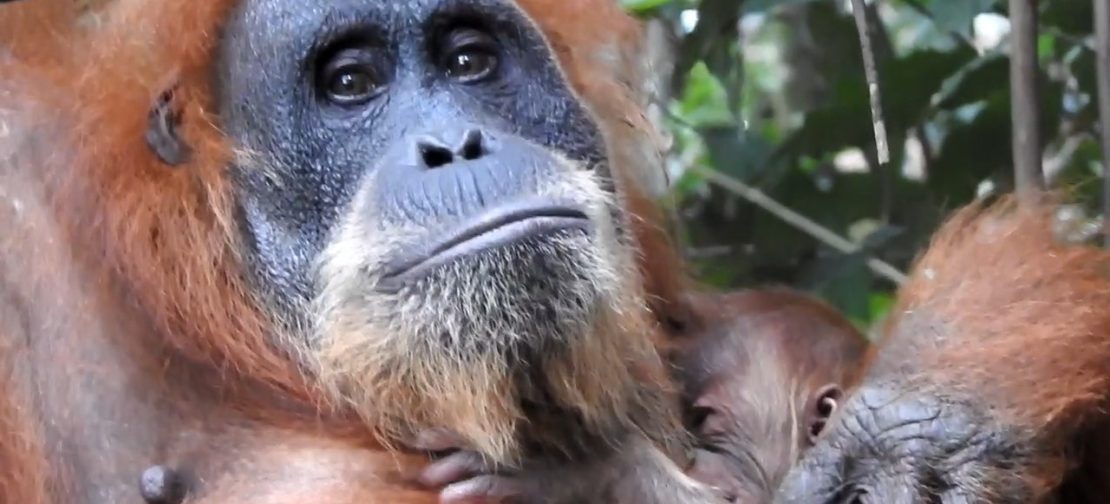 Pesek kini telah melahirkan anak ke-7, bukti bahwa perlindungan habitat dan upaya konservasi benar-benar bekerja. (Ist)