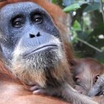 Pesek kini telah melahirkan anak ke-7, bukti bahwa perlindungan habitat dan upaya konservasi benar-benar bekerja. (Ist)