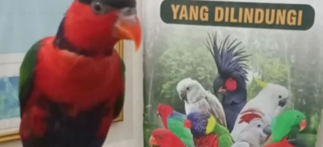 Nuri Kepala Hitam Papua