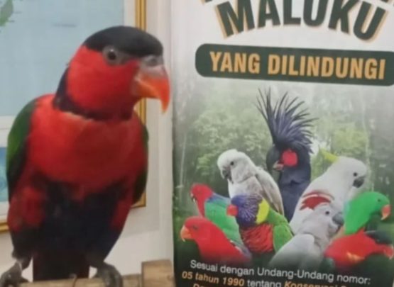 Nuri Kepala Hitam Papua