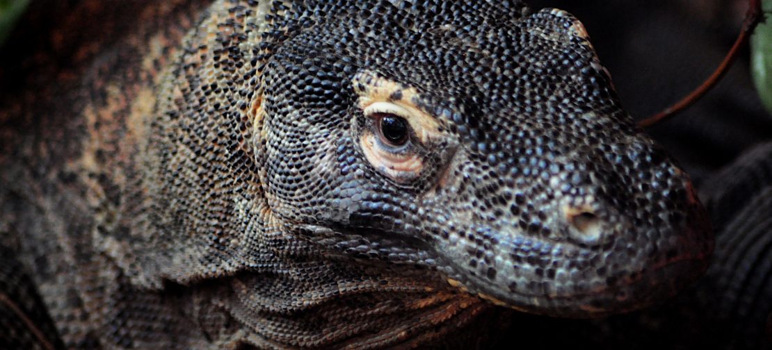 Komodo