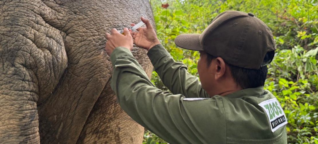 Proses pembiusan dilakukan untuk memeriksa luka serius pada tubuh Big Boy akibat pertarungan dengan pejantan lain. (Foto: BBTNGL)