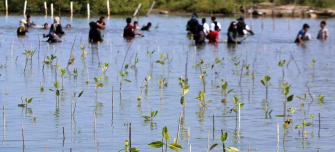 Tanam Mangrove