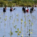 Tanam Mangrove