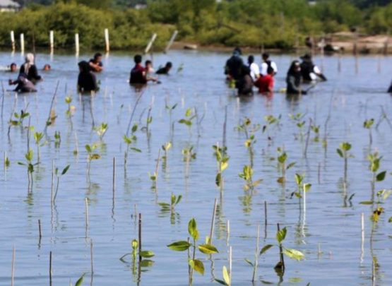 Tanam Mangrove