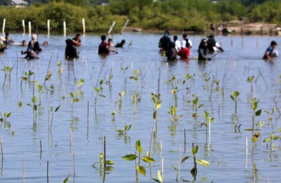 Tanam Mangrove