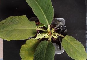 Homalomena pachyderma A.S.D.Irsyam & M.R.Hariri yang diungkap oleh Badan Riset dan Inovasi Nasional (BRIN) bersama tim dari Herbarium Bandungense, Sekolah Ilmu dan Teknologi Hayati Institut Teknologi Bandung (SITH ITB). ANTARA/HO-BRIN