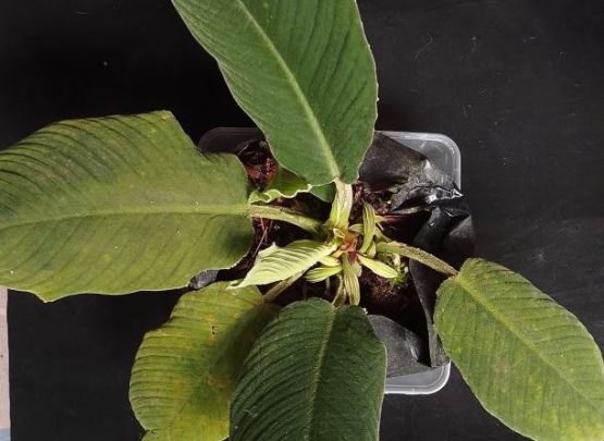 Homalomena pachyderma A.S.D.Irsyam & M.R.Hariri yang diungkap oleh Badan Riset dan Inovasi Nasional (BRIN) bersama tim dari Herbarium Bandungense, Sekolah Ilmu dan Teknologi Hayati Institut Teknologi Bandung (SITH ITB). ANTARA/HO-BRIN