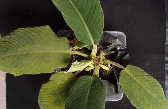 Homalomena pachyderma A.S.D.Irsyam & M.R.Hariri yang diungkap oleh Badan Riset dan Inovasi Nasional (BRIN) bersama tim dari Herbarium Bandungense, Sekolah Ilmu dan Teknologi Hayati Institut Teknologi Bandung (SITH ITB). ANTARA/HO-BRIN