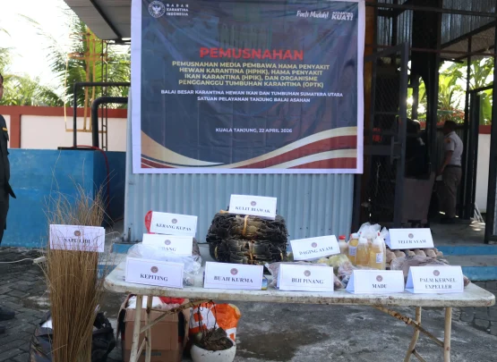 Petugas Karantina Sumatera Utara menunjukkan ribuan lembar kulit biawak ilegal yang berhasil diamankan sebelum diekspor tanpa dokumen resmi. (Dok. Karantina Sumatera Utara)