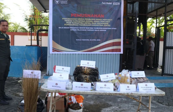 Petugas Karantina Sumatera Utara menunjukkan ribuan lembar kulit biawak ilegal yang berhasil diamankan sebelum diekspor tanpa dokumen resmi. (Dok. Karantina Sumatera Utara)