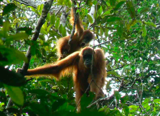 Orang utan di Tahura Trumon, Kabupaten Aceh Selatan. ANTARA/HO-Dok Dinas Lingkungan Hidup Kabupaten Aceh Selatan