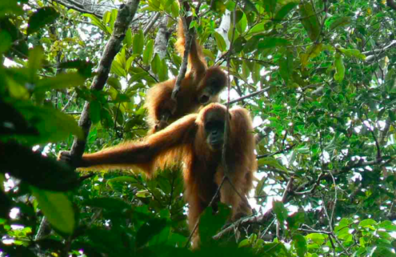 Orang utan di Tahura Trumon, Kabupaten Aceh Selatan. ANTARA/HO-Dok Dinas Lingkungan Hidup Kabupaten Aceh Selatan