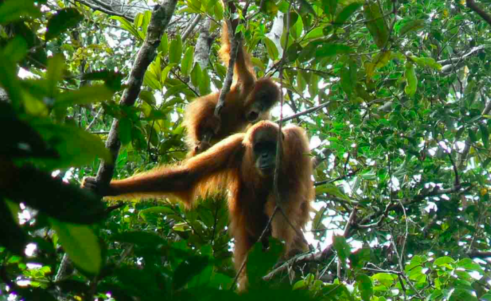 Orang utan di Tahura Trumon, Kabupaten Aceh Selatan. ANTARA/HO-Dok Dinas Lingkungan Hidup Kabupaten Aceh Selatan