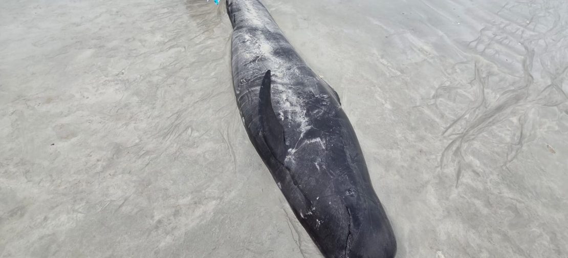 Seekor Paus Pilot Sirip Pendek terdampar di pesisir Rote Ndao. Dari puluhan individu yang terdampar, sebagian berhasil diselamatkan melalui kolaborasi berbagai pihak. (Foto: KKP)