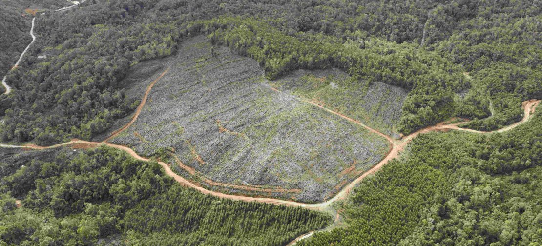 Aktivitas pembukaan lahan di kawasan hutan produksi di Sumatera Utara yang berkontribusi terhadap meningkatnya deforestasi. (Foto: Auriga Nusantara)