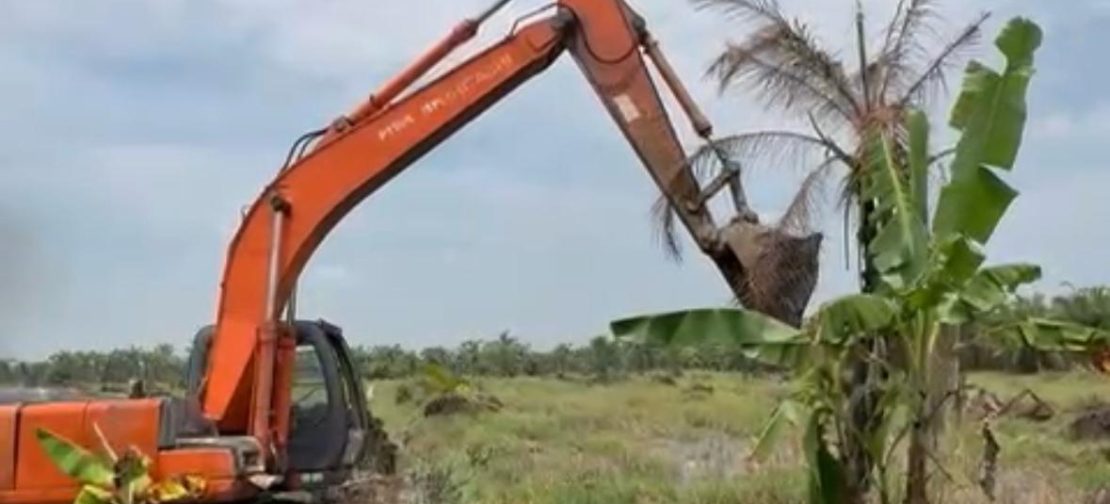 Operasi penertiban perkebunan sawit ilegal
