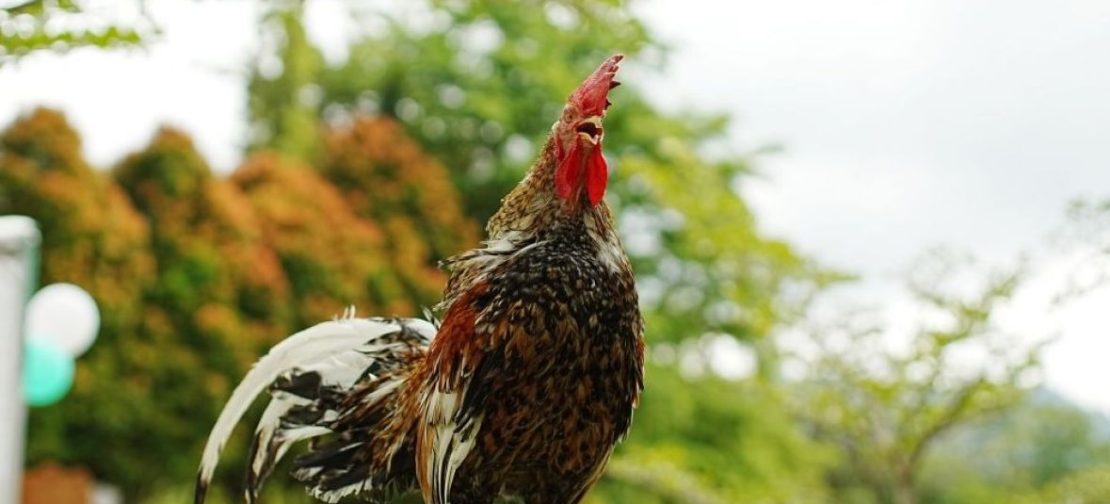Ayam Kokok Balenggek