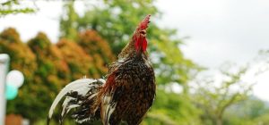 Ayam Kokok Balenggek