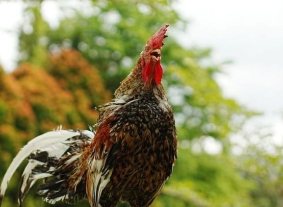 Ayam Kokok Balenggek