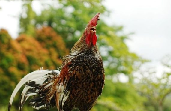 Ayam Kokok Balenggek