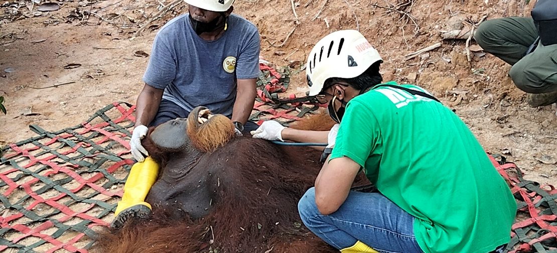 Evakuasi orangutan (BKSDA Sumut)