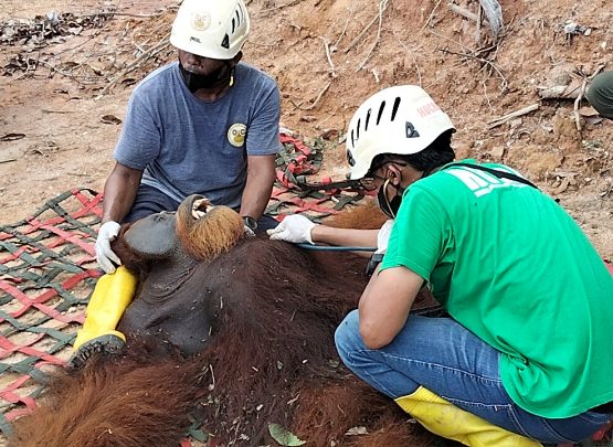 Evakuasi orangutan (BKSDA Sumut)