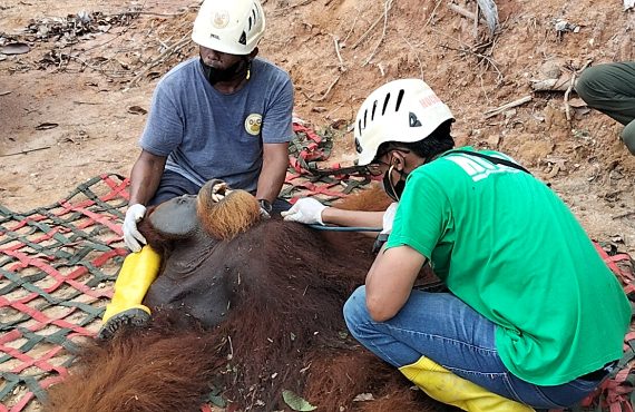 Evakuasi orangutan (BKSDA Sumut)