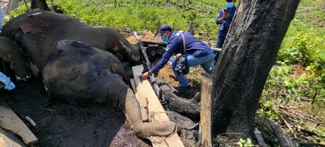 Bentang Alam Seblat menjadi habitat penting bagi Gajah Sumatra dan Harimau Sumatra yang kini menghadapi ancaman serius akibat kerusakan hutan dan konflik dengan manusia. (Foto: HO)