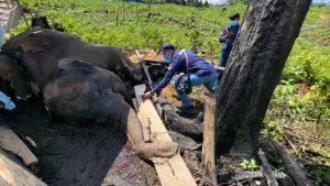 Bentang Alam Seblat menjadi habitat penting bagi Gajah Sumatra dan Harimau Sumatra yang kini menghadapi ancaman serius akibat kerusakan hutan dan konflik dengan manusia. (Foto: HO)