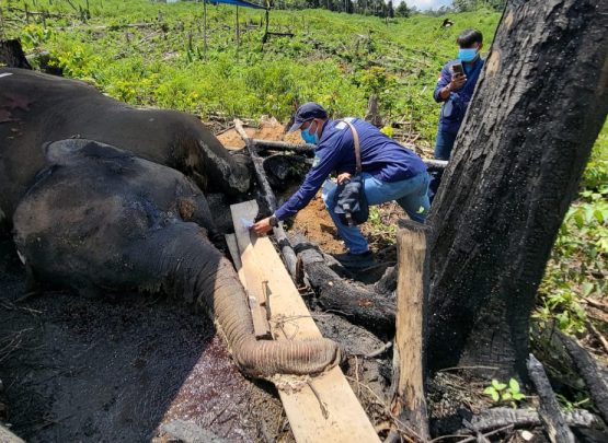 Bentang Alam Seblat menjadi habitat penting bagi Gajah Sumatra dan Harimau Sumatra yang kini menghadapi ancaman serius akibat kerusakan hutan dan konflik dengan manusia. (Foto: HO)