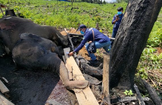 Bentang Alam Seblat menjadi habitat penting bagi Gajah Sumatra dan Harimau Sumatra yang kini menghadapi ancaman serius akibat kerusakan hutan dan konflik dengan manusia. (Foto: HO)