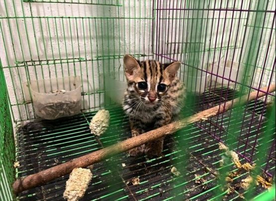 Kucing kuwuk yang diamankan petugas dalam kasus perdagangan ilegal satwa dilindungi di Sumatera Utara. (Foto: Dok. Kementerian Kehutanan)
