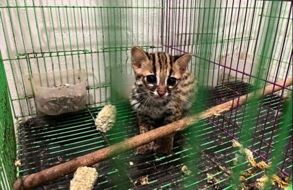 Kucing kuwuk yang diamankan petugas dalam kasus perdagangan ilegal satwa dilindungi di Sumatera Utara. (Foto: Dok. Kementerian Kehutanan)