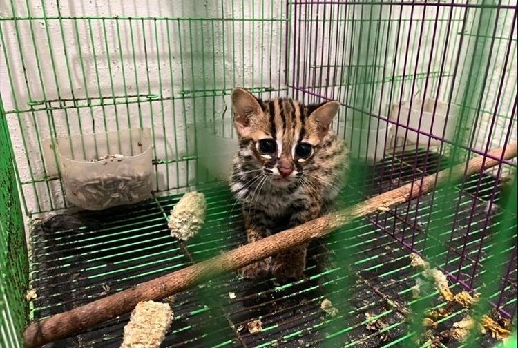 Kucing kuwuk yang diamankan petugas dalam kasus perdagangan ilegal satwa dilindungi di Sumatera Utara. (Foto: Dok. Kementerian Kehutanan)