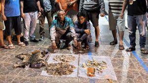 Polisi menunjukkan barang bukti hasil pengungkapan kasus perdagangan ilegal satwa dilindungi di Mapolres Padangsidimpuan.