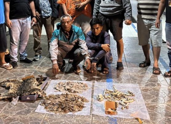 Polisi menunjukkan barang bukti hasil pengungkapan kasus perdagangan ilegal satwa dilindungi di Mapolres Padangsidimpuan.