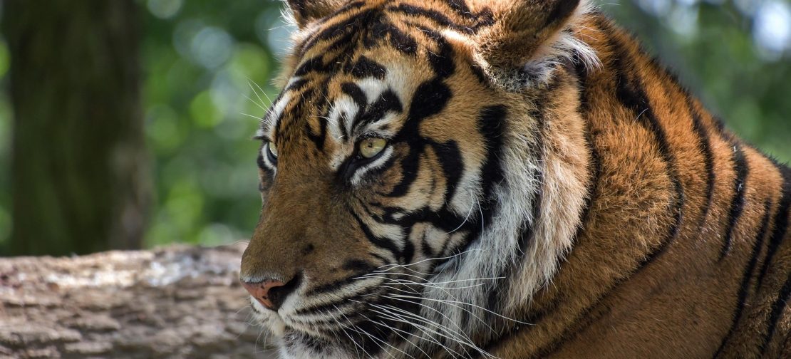 Ilustrasi - Harimau Sumatera (Pixabay)