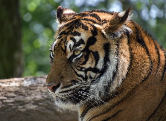 Ilustrasi - Harimau Sumatera (Pixabay)