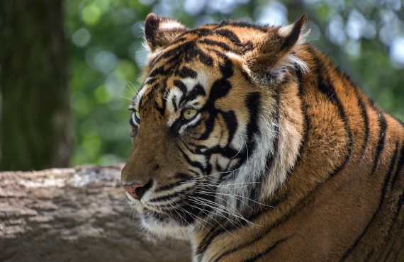 Ilustrasi - Harimau Sumatera (Pixabay)