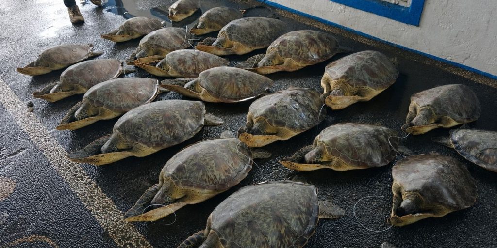 Sebanyak 21 penyu hijau (Chelonia mydas) dilepasliarkan ke habitat alaminya di Pantai Serangan, Denpasar Selatan, Bali, setelah menjalani rehabilitasi pascapenyelamatan dari dugaan penyelundupan. Foto: Dok. KKP