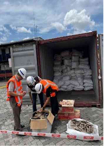 Petugas menunjukkan barang bukti 3.053 kilogram sisik trenggiling yang disita dari sebuah peti kemas di Pelabuhan Tanjung Priok, Jakarta Utara. Sisik trenggiling tersebut diduga akan diselundupkan ke Kamboja melalui jalur ekspor. (Foto: KLHK)