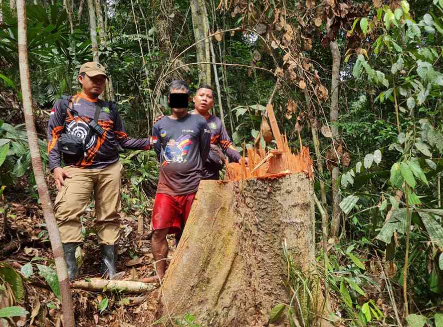 Petugas Balai Taman Nasional Bukit Tigapuluh bersama Balai Penegakan Hukum Kehutanan Wilayah Sumatera mengamankan barang bukti berupa chainsaw, sepeda motor, dan peralatan lain yang diduga digunakan dalam aktivitas pembalakan liar di Hutan Produksi Terbatas (HPT) Sirih Sirih, Kabupaten Tanjung Jabung Barat, Jambi. Dalam kasus ini, penyidik telah menetapkan dua orang sebagai tersangka. Foto: Kementerian Kehutanan.