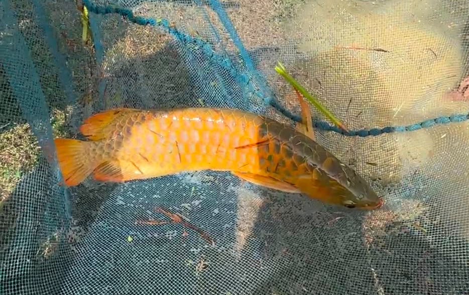 Kementerian Kelautan dan Perikanan (KKP) menyegel usaha pengembangbiakan ikan arwana milik PT AWL di Pekanbaru, Riau, setelah menemukan ratusan ikan yang masuk dalam daftar Convention on International Trade in Endangered Species of Wild Fauna and Flora (CITES) tanpa dokumen perizinan yang dipersyaratkan.