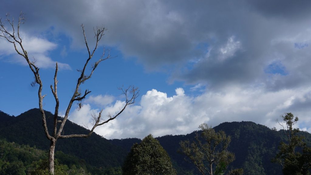 Bentang hutan di Kabupaten Pakpak Bharat menjadi habitat penting orangutan sumatera yang menghubungkan Suaka Margasatwa Siranggas dan Hutan Lindung Batu Ardan. Upaya membangun kembali koridor ekologis dinilai penting untuk menjaga pergerakan dan keragaman genetik populasi satwa tersebut.