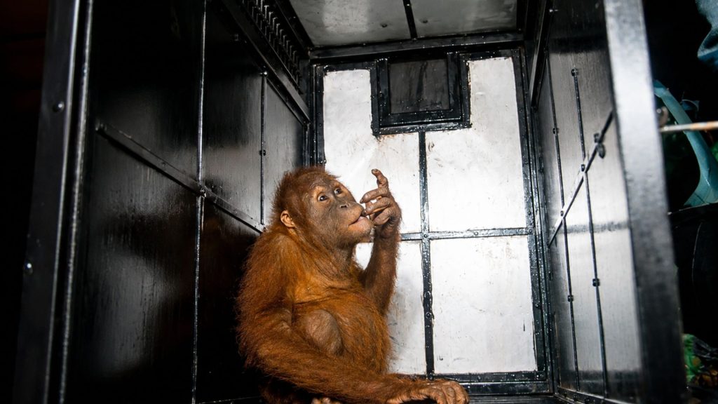 Moli, seekor orangutan sumatera, diselamatkan dari pemeliharaan ilegal di Desa Gampong Baru, Kecamatan Idi Rayeuk, Kabupaten Aceh Timur, pada 25 Juni 2018. Setelah proses penyelamatan, Moli menjalani rehabilitasi di Pusat Karantina Orangutan di Desa Batu Mbelin, Kecamatan Sibolangit, Kabupaten Deli Serdang, sebelum dipersiapkan untuk kembali ke habitat alaminya.