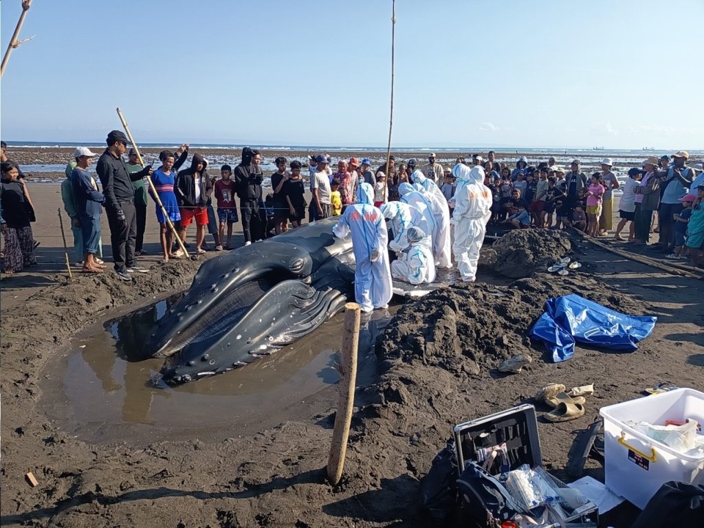 Petugas KKP bersama tim gabungan melakukan penanganan terhadap paus bungkuk yang terdampar di Pantai Perancak, Bali. Mamalia laut sepanjang sekitar 7,7 meter itu akhirnya mati setelah upaya penyelamatan tidak berhasil. (Foto: Dok KKP)