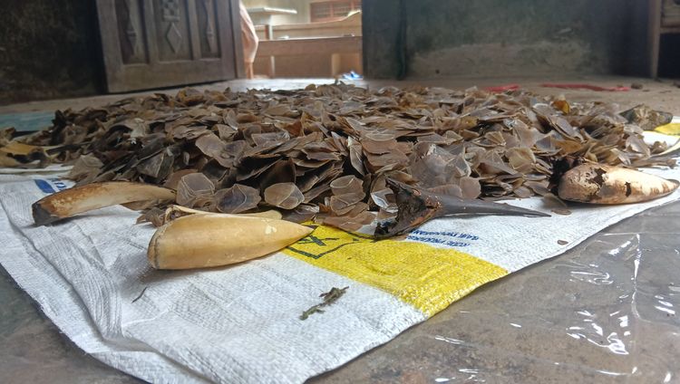 Barang bukti berupa satu karung sisik trenggiling dan 16 paruh burung rangkong diamankan Balai Gakkum Kehutanan Wilayah Sumatera dalam pengungkapan dugaan perdagangan bagian tubuh satwa liar dilindungi di Kota Padang, Sumatera Barat. Foto: Kementerian Kehutanan.