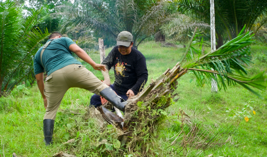 Penumbangan Sawit